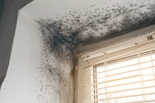 Trusted Attic Mold Removal service in Ashland, OR - Cheap Mold Removal